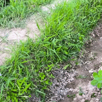 RATEAU DE DESHERBAGE PORTATIF EN ACIER OUTIL JARDIN POLYVALENT