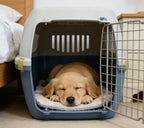 CAISSE DE TRANSPORT POUR CHIEN & CHAT – VOYAGE, SÉCURITÉ & CONFORT