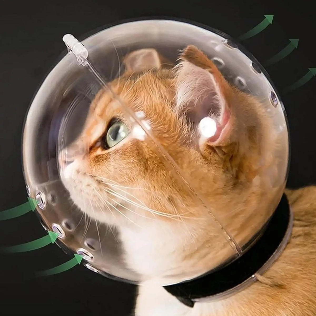 Casque respirante réglable anti morsure pour toilettage