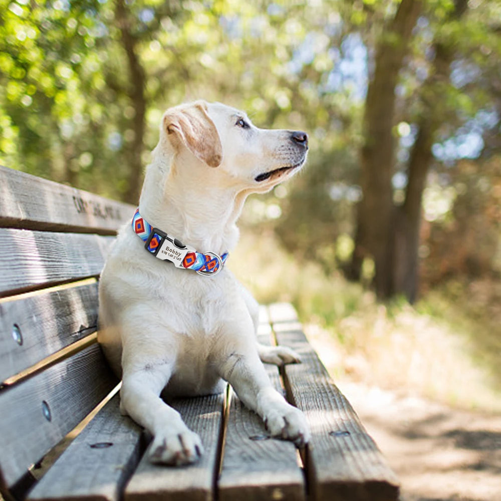 COLLIER CHIEN PERSONNALISÉ – SÉCURITÉ & STYLE SUR MESURE