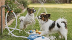 JOUET RAFRAICHISANT ET INTERACTIF POUR CHIEN – FONTAINE À EAU À PÉDALE
