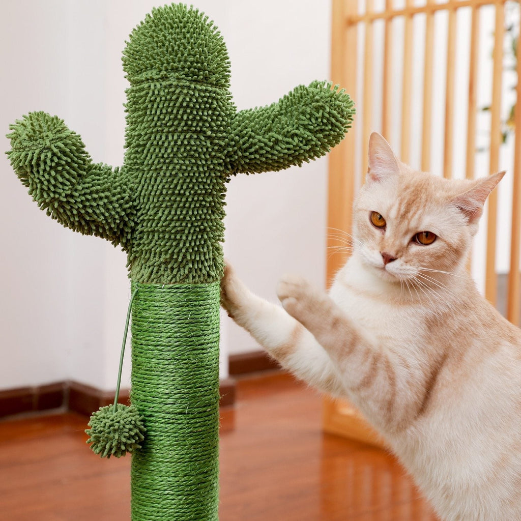 Arbre à chat cactus