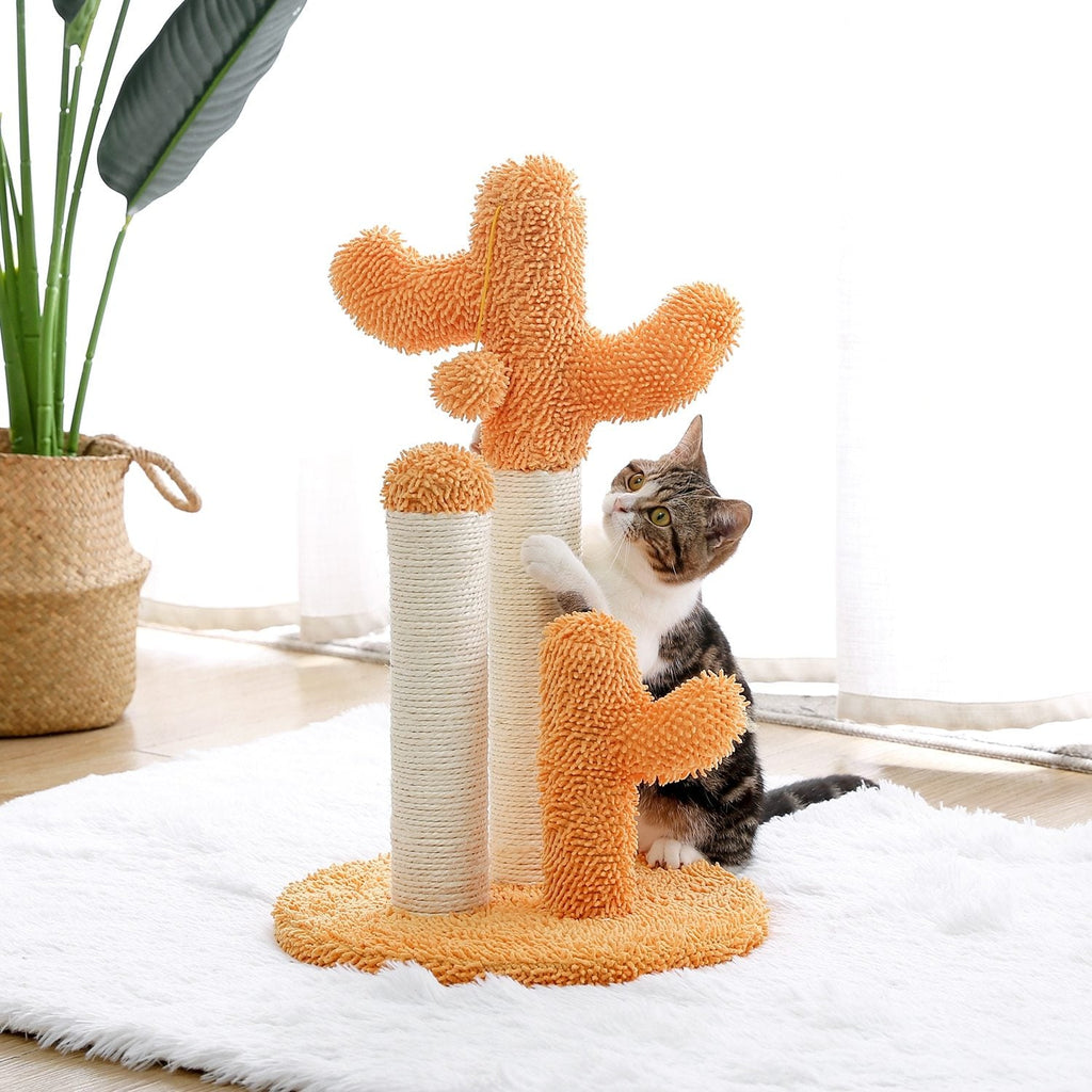 Arbre à chat cactus