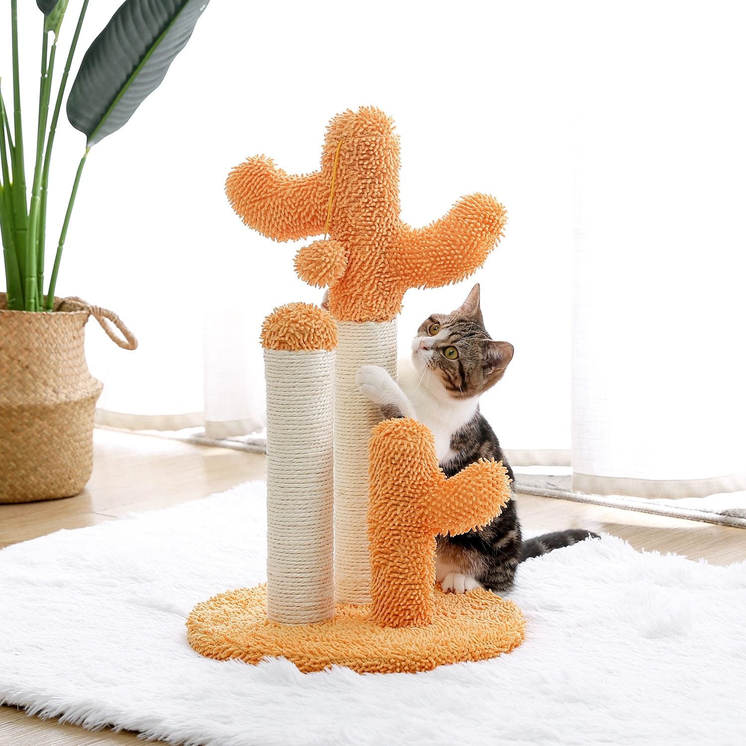 Arbre à chat cactus
