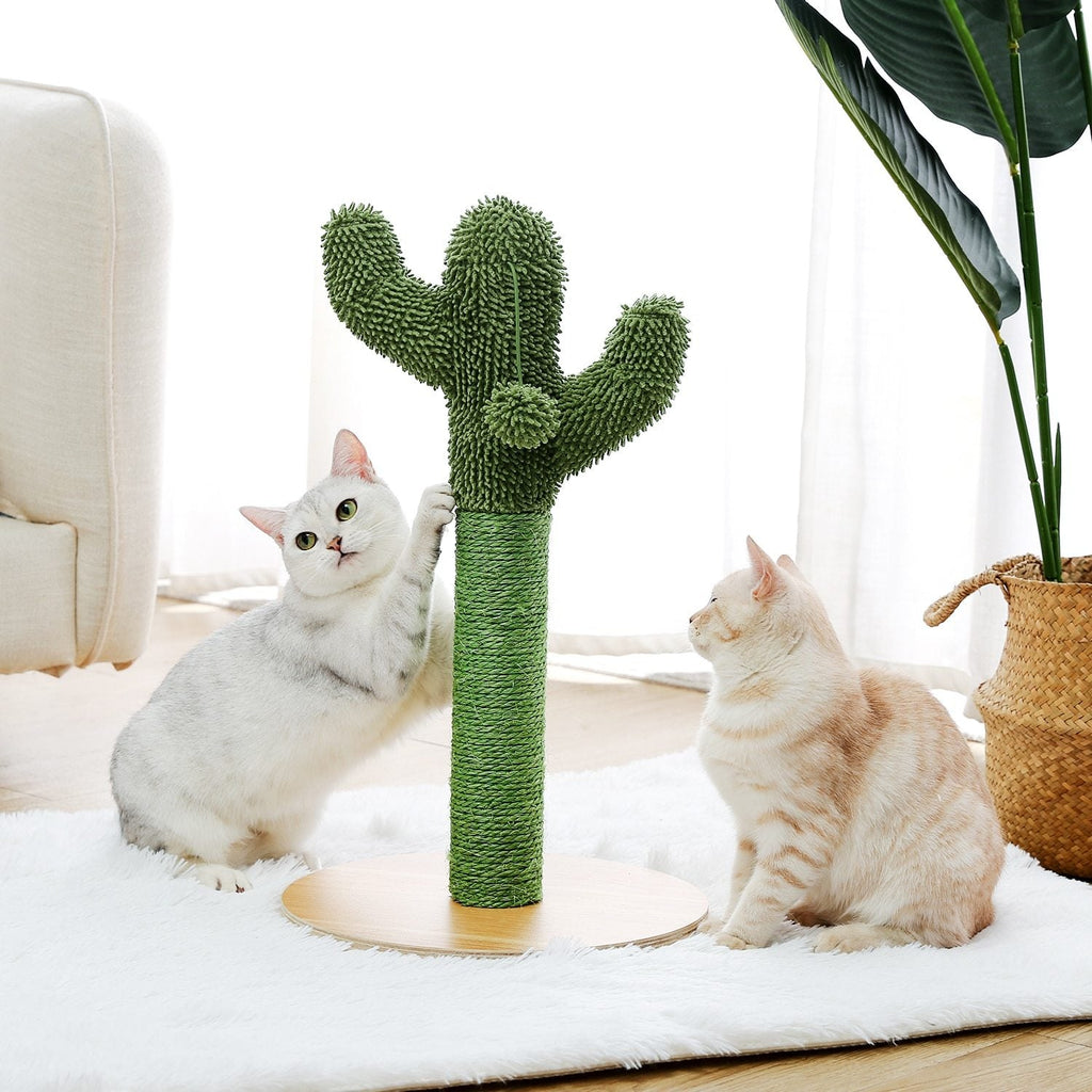 Arbre à chat cactus