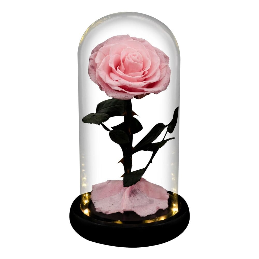 Rose éternelle la belle et la bête