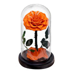 Rose éternelle la belle et la bête