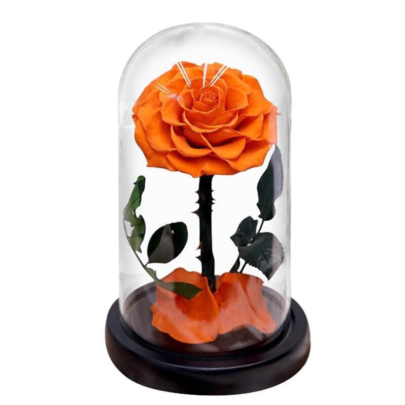 Rose éternelle la belle et la bête