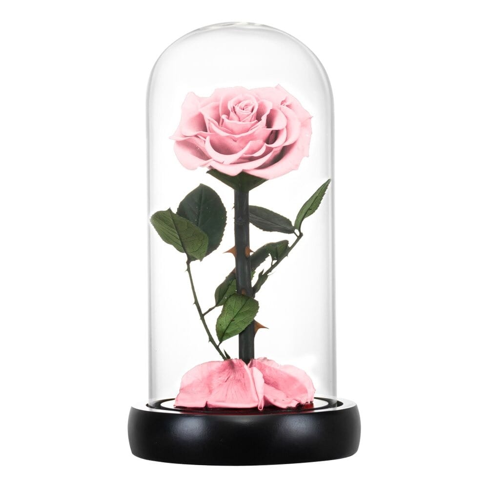 Rose éternelle la belle et la bête