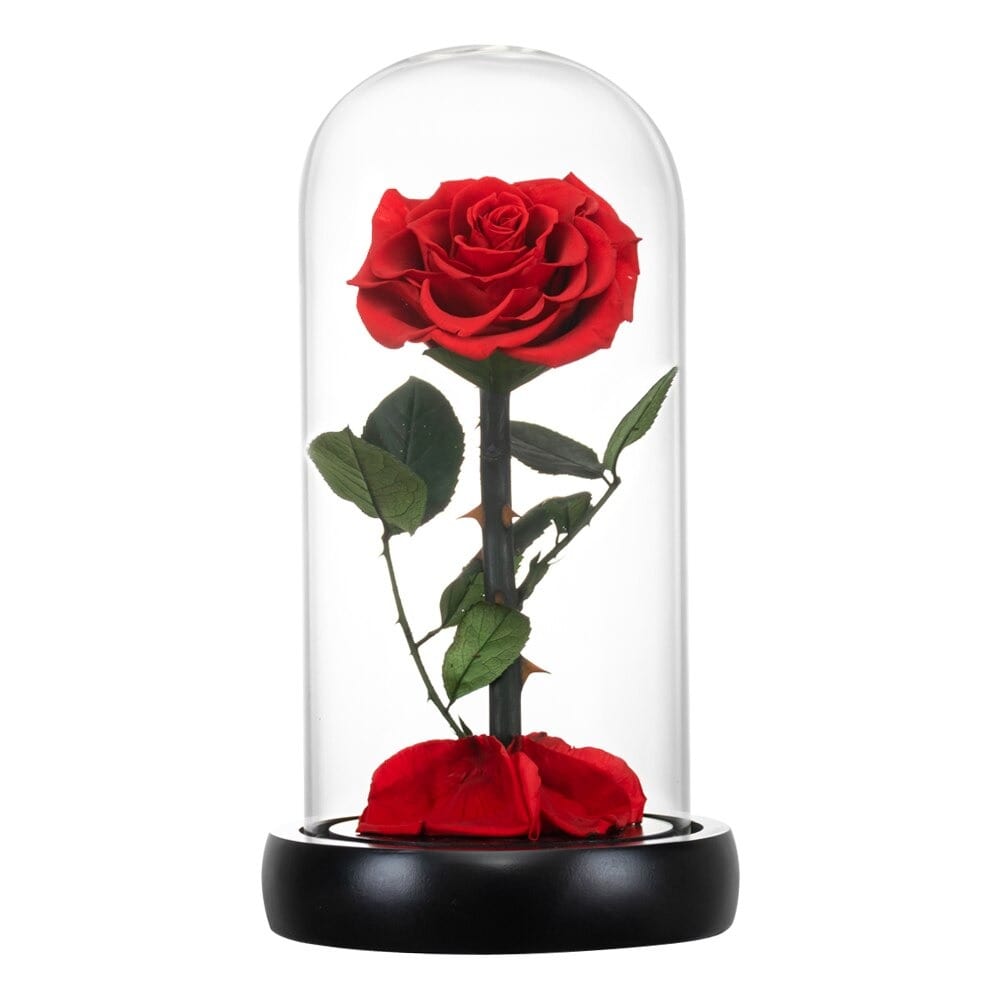 Rose éternelle la belle et la bête