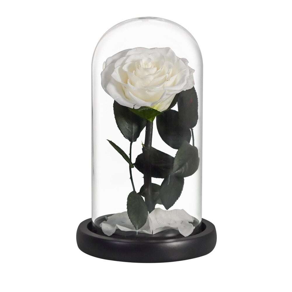 Rose éternelle la belle et la bête